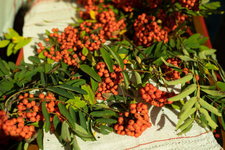 Rowan on a tablecloth. Ripe berry in autumn. Rowan branches lie on the table.の写真素材