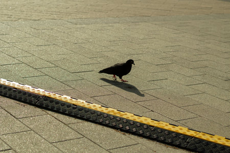 Bird on the asphalt. City bird on the street.の写真素材