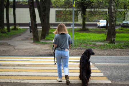 Girl with a dog. A girl walks with a dog on a leash through a pedestrian crossing. Walking a pet in the city. Crossing the road with a dog.の写真素材