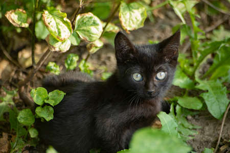 Street cat. Homeless animal. A pet without an owner.の写真素材