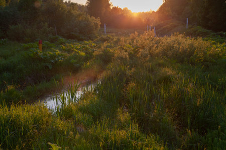 Sunset over the forest. Natural landscape in the evening. Summer forest.