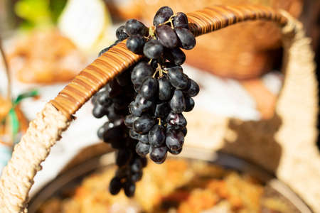 Black grapes. Branch with fruit. Juicy berry. A bunch of grapes on a wicker handle of a basket.の写真素材