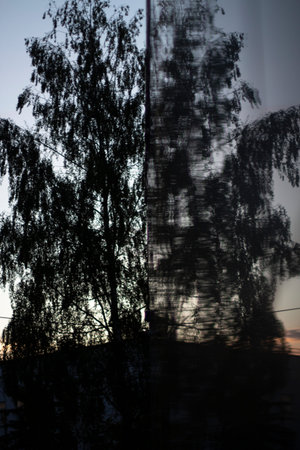 The tree is reflected in the building. A big tree in the wee hours of the day. Birch in the early morning. A game of reflections.の写真素材