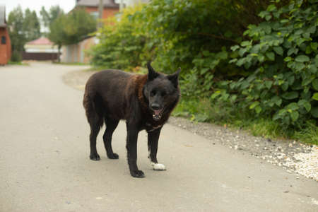 A black dog on the road. A stray dog in the countryside. Dangerous pet. Black hair in an animal.の写真素材