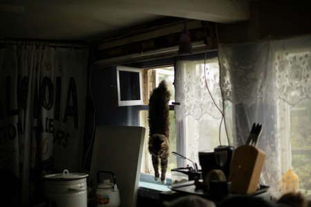 The cat jumps on the window. Pet in the kitchen. Cat in Russia. Ordinary kitchen with a cat.の写真素材
