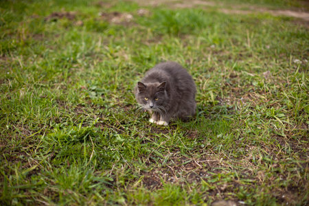 Cat on the street. The cat walks in the summer. An animal with soft hair.の写真素材