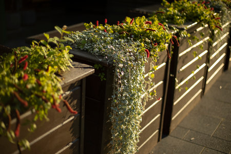 Plants in pots on a wooden hedge. Green plants in the exterior of the restaurant.の写真素材