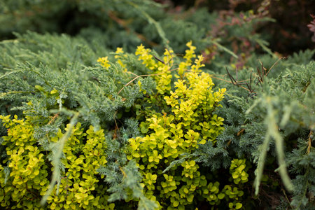Green plant in the park. Garden plant in summer. The beauty of landscaping green spaces.の写真素材