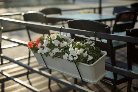 Flowers in a pot hang on the fence. Garden plants in the city.の写真素材