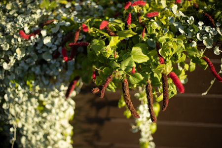 Plants in pots on a wooden hedge. Green plants in the exterior of the restaurant.の写真素材