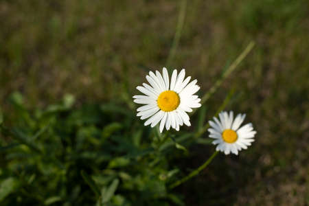 White chamomile. Flowers on the lawn. Spring flowering.の写真素材