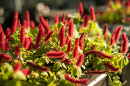 Red plant. Soft herbs. Flowers from the pot. The plant is in sunlight.の写真素材