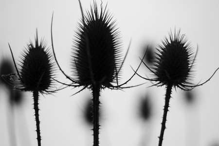 Background of dry plants. Stems of a thorny plant. Silhouettes of thorns against the sky.の写真素材