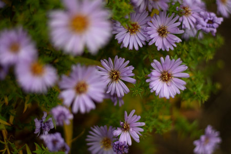 Purple flowers. Garden plants. Background of summer flowers in the garden.