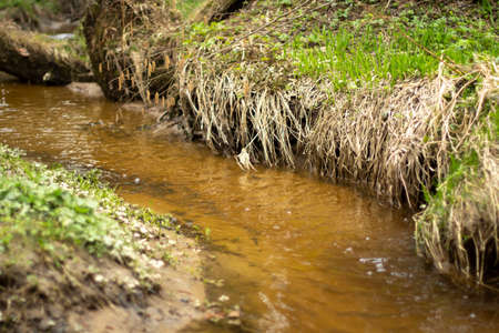 A stream in the forest. Fresh water flows through a natural channel. Narrow river.の写真素材