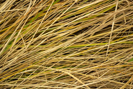Hay texture. Yellow grass. Farm details. Background of dry grass.の写真素材