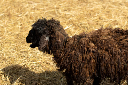 A black sheep on the farm. The animal is summer in the countryside. The wool is thick in sheep.