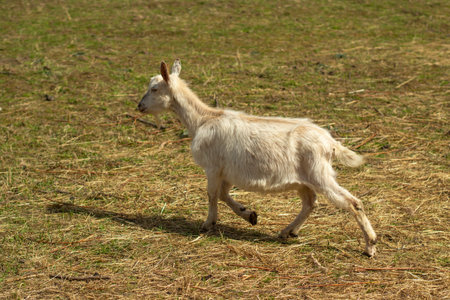 A white goat runs down the lawn. An animal on a farm. The goat is on the move.