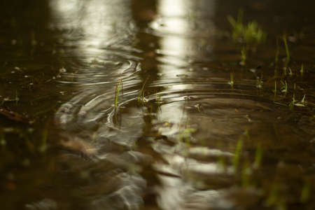 Puddle in spring. Circles on the water. The surface of the water after the rain. Simple background with drops in a puddle.の写真素材