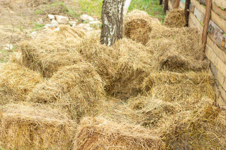 Hay on the farm. Sheaves of hay collected in a grid. Farm details.の写真素材