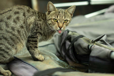 The cat shows its tongue. The pink tongue of a stray cat. Cute animal look into the camera.の写真素材
