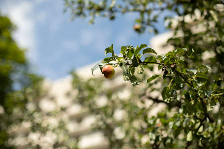Ripe apple on an apple branch, general plan. Autumn in Russia, a walk around the city. Sunny day. Outside shooting.の写真素材