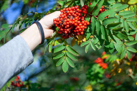 Hand holds rowan. Juicy rowan on tree. Red berries. Man rips off fruit.の写真素材