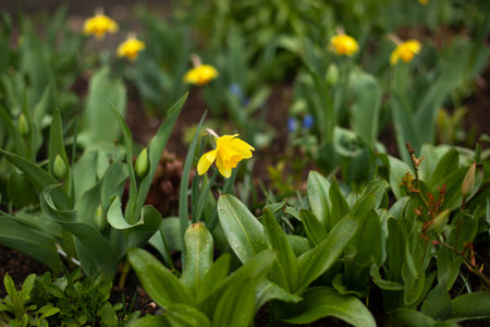 Plants in the garden. Green stems of garden plants. Flowers on the flower bed.