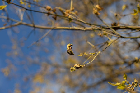 Branches against the sky. Plants with fallen leaves. Trees in autumn.の写真素材