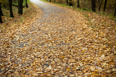 yellow leaves on the road. park in autumn. beauty of autumn landscape. Fallen leaves on top of asphalt.の写真素材