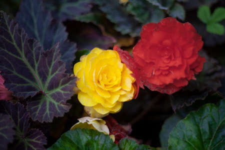 Yellow and red flower in pot. garden plants. beauty of nature. Growing flowers at home. garden background.の写真素材