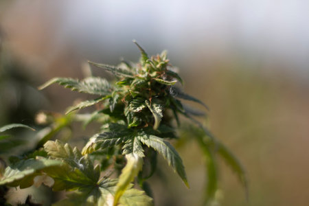 marijuana grows outside. Hemp under light. Narcotic plant. Medicinal herb.