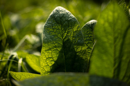 Burdock in sunlight. Details of nature. summer colors. green plant. Veins of large leaf. Warm light...