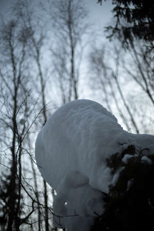 Snow in forest. winter forest. Evening in winter. Details of northern nature.の写真素材