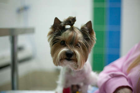 Dog at veterinarian. Pet is in the hands of hostess. Girl holds small dog on her lap. Details of patient's reception in veterinary clinic.の写真素材