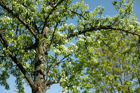 Apple tree in spring. apple blossoms. leaves of tree. Park is in details.