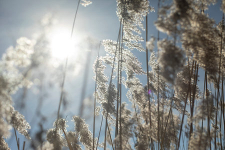 dry grass. dry plant. Details of nature. Background of herb. Marsh grasses.