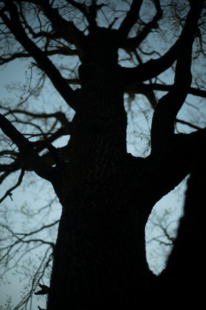 Oak in the evening. oak branches. Branches without leaves. Details of nature.の写真素材
