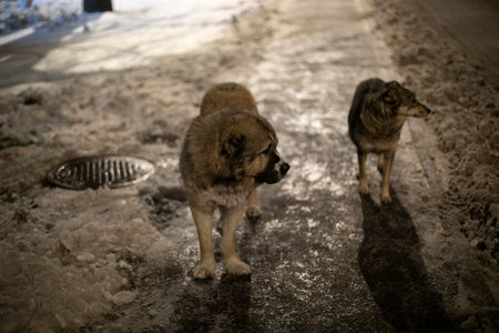 Dogs stand on road at night. Stray dogs on street. Pets walking. Pack of dogs.の写真素材