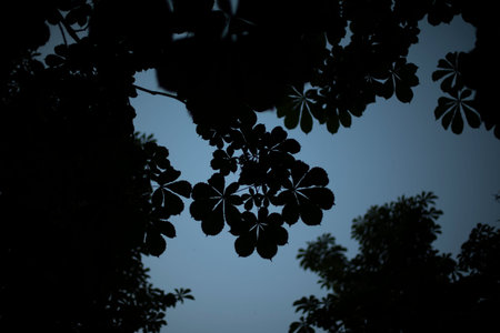 Silhouette of chestnut leaves. plant in the evening. Details of nature. Dark natural background.の写真素材