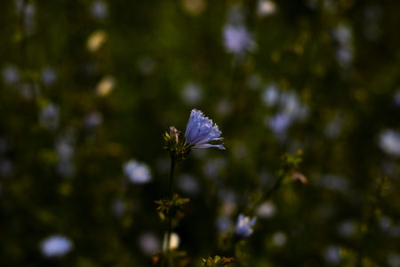 purple wildflowers. Details of nature in summer. Flower with purple petals. summer beauty.