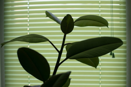 house plant by window. Growth at home. interior details. Stems and blinds.