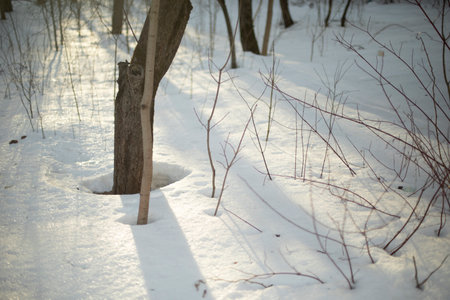 Trees in park in winter. snow in sunlight. Details of winter. Trees in snow.の写真素材