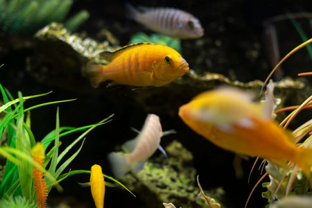 Fish swim at bottom of aquarium. underwater world. fish through glass. Oceanarium details.の写真素材