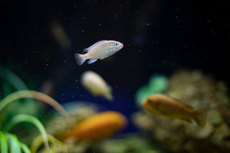 fish in water. life in aquarium. Fish among plants at depth. Pets of different species.の写真素材