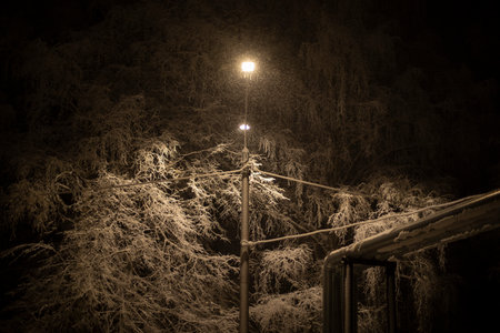 Snow at night in trees. Overnight in city.の写真素材