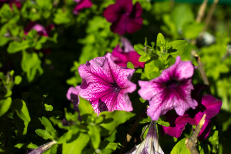 flowers in the garden. Details of nature. natural background. spring flowering.の写真素材