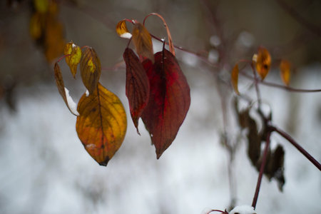 Leaves in the snow. Last leaves in autumn. Plants in winter. Details of winter nature.の写真素材