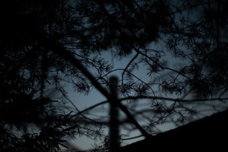 Dark forest background. Plants in dark. Tangle branches. View through bushes. Evening shooting.の写真素材