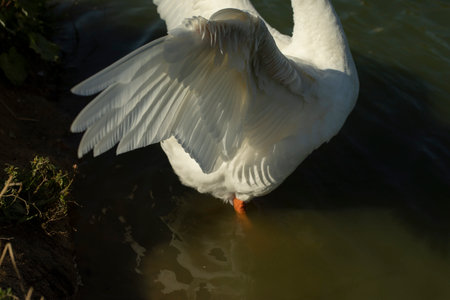 goose wings. Goose in village on pond. White waterbird feathers. Animal flaps its wings.の写真素材